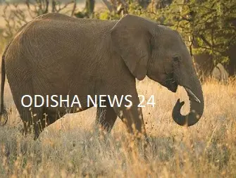 ଚମ୍ପୁଆ ସହରରେ ଦନ୍ତା ହାତୀର ଆତଙ୍କ