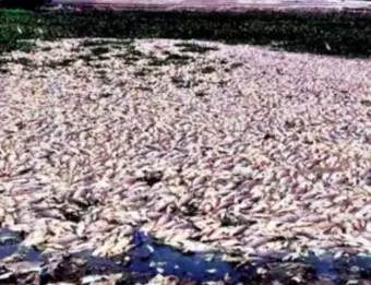 Two sugar units shut over illegal effluent discharge after fish kill incidents