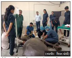 જૂનાગઢ વેટનરી કોલેજ ઘડી રહી છે આવતીકાલના પશુચિકિત્સકો
