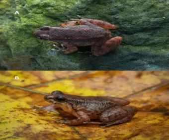 New frog species discovered on Mizoram University campus in Aizawl