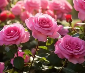 সঠিক যত্নে ফুটবে রঙিন গোলাপ