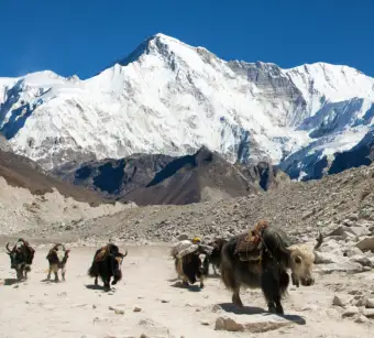 Himalayan yak herders from Bhutan, India and Nepal unite amid climate and pasture pressures