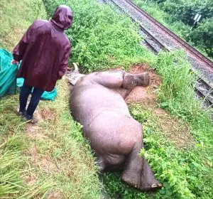 Rayagada: Tusker killed in train collision