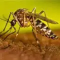 ഡെങ്കിപ്പനി; സംസ്ഥാനത്ത് ജാഗ്രതാ നിര്‍ദേശം നല്‍കി ആരോഗ്യ വകുപ്പ്