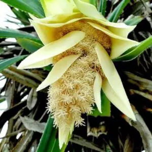 কেয়া ফুল : উপকূলের সুগন্ধি উদ্ভিদ, চাষপদ্ধতি, গুণাগুণ ও ব্যবহার।