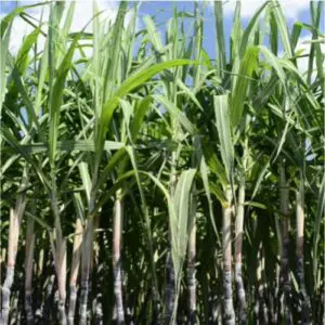 Philippines: Red-striped soft scale insect affects over 7,000 ha of sugarcane in Iloilo