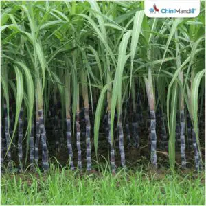 મહારાષ્ટ્ર: ખાંડના વધતા ભાવ વચ્ચે, ભૂતપૂર્વ સાંસદે શેરડીનો ભાવ વધારીને પ્રતિ ટન રૂ. 5,500 કરવાની માંગ કરી