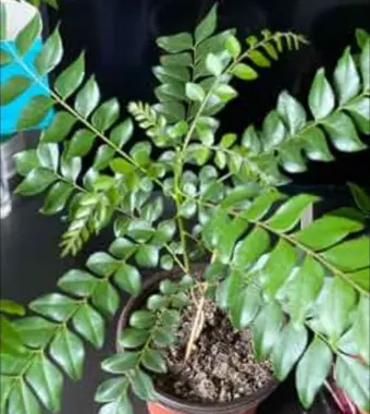 ସ୍ୱାସ୍ଥ ପାଇଁ ମହୋଷଧି ଭୃଷଙ୍ଗ ପତ୍ର