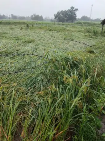 भारी वर्षा से धान सहित सभी फसलों में भारी नुकसान की संभावना