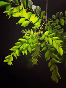 কারিপাতা: সুগন্ধি পাতার পুষ্টিগুণ, ভেষজ ঐতিহ্য ও ব্যবহার।