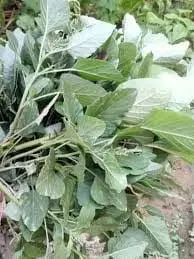 बारिश के मौसम में चौलाई की खेती किसानों के लिए वरदान : कम लागत में कमाएं 55 से 60 हजार रुपये का बंपर मुनाफा