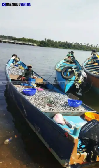 മത്തി കുഞ്ഞുങ്ങളെ പിടികൂടി തുറമുഖങ്ങളിലേക്ക് മടങ്ങുകയായിരുന്ന വള്ളങ്ങള്‍ ഫിഷറീസ് വകുപ്പ് പിടികൂടി; പിഴ ഈടാക്കി