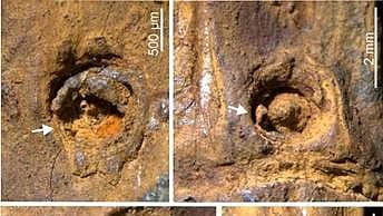 37,000-year-old bamboo from Manipur gives a fresh take on India's Ice Age