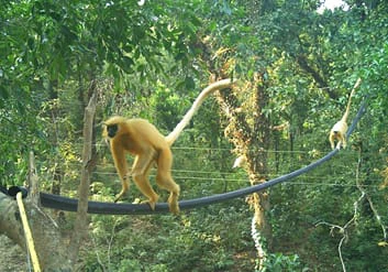 Assam: Canopy bridges cut golden langur road deaths by nearly 75%