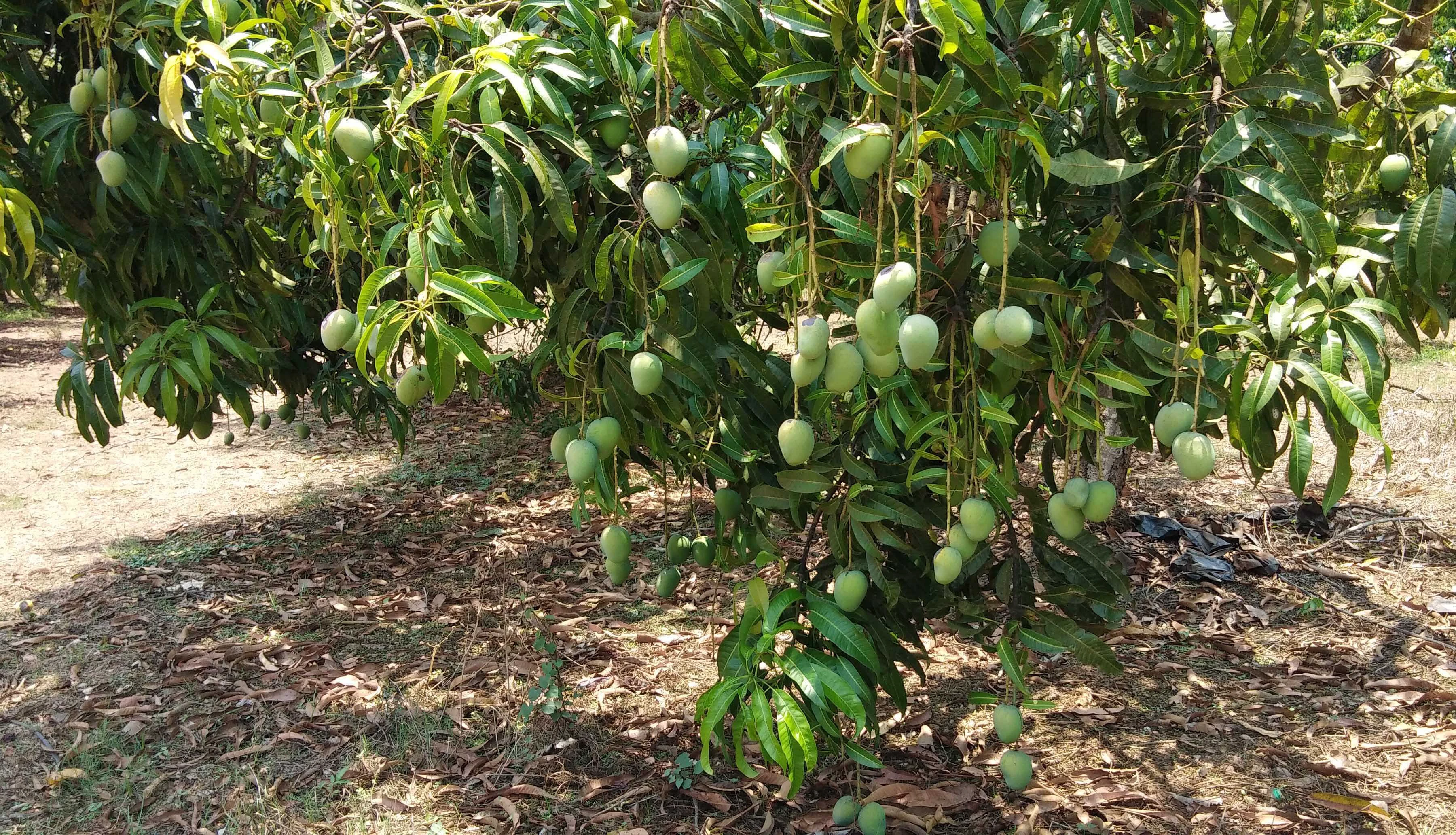 ಹಾನಗಲ್: ಉತ್ಕೃಷ್ಟ ರುಚಿಯ ಆಪೂಸ್‌ ವಿದೇಶಕ್ಕೆ ರಪ್ತು