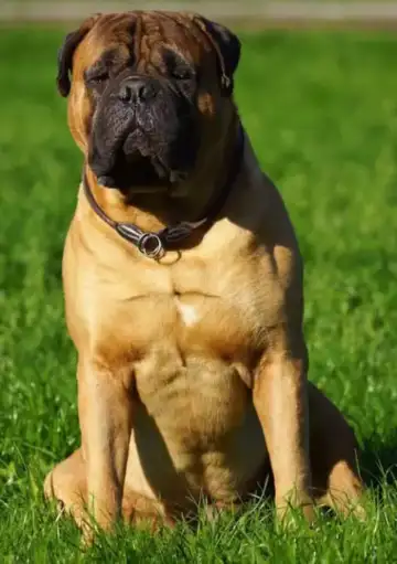 is bullmastiff a dangerous dog