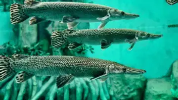 10 Beautiful Fish With Surprisingly Long Lifespans | Dailyhunt