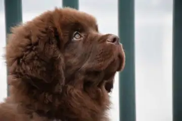 The Hidden Signals Dogs Use Before Danger Appears Explained | Dailyhunt