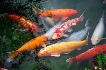 10 Beautiful Fish With Surprisingly Long Lifespans | Dailyhunt