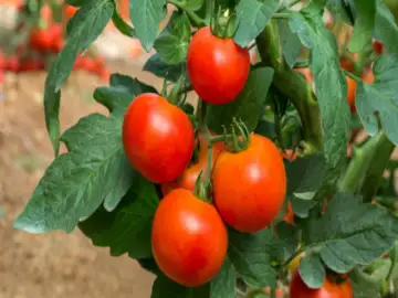 Desi or red tomatoes... which one is actually more beneficial for ...