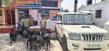 गोंडा: स्कॉर्पियो में घूमता था 'बकरी गैंग', कर्नलगंज पुलिस ने किया पर्दाफाश; 9 बकरियां बरामद