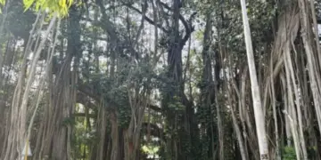 बिहार: 1934 के भूकंप और तूफानों को झेलकर भी अडिग है 700 साल पुराना वट वृक्ष
