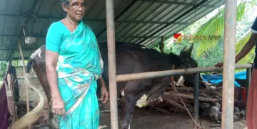 ആരോടും കൈനീട്ടാതെ .... ജീവിക്കാൻ വളര്‍ത്തിയ പശുവിന് നേരെയാണ്  കുറുക്കൻമാരുടെ അക്രമം;  കടിച്ചുകീറിയത് കമലയുടെ  ജീവിതമാര്‍ഗ്ഗം