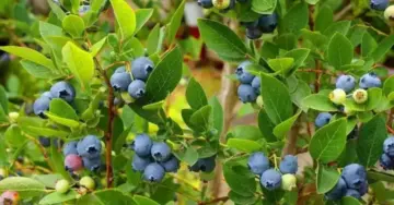 This Endangered Blueberry Relative Was Missing Since 1836 - Scientists Just Found 16 Plants in Arunachal