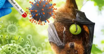 Nipah virus infection reported in Kerala's Kozhikode, 77 contacts identified