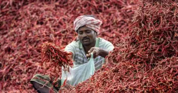 After Rice, Now Chillies: China's Quality Concerns Hit Indian Agricultural Exports