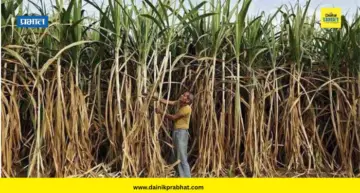 Sugar production : साखर उद्योगावर 'एल निनो'चे सावट; भारताचे साखर उत्पादन देशांतर्गत खपापेक्षा कमी राहण्याचा अंदाज