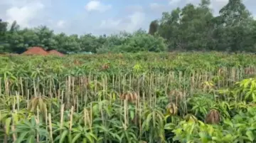 सिंधुदुर्गातील आंबा-काजू रोपांच्या नर्सरींना पावसाळ्यात बहर