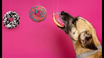 Bone appétit: Pet food is now so fancy, it's even confusing humans