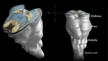 Indian Researchers Release World's Most Detailed 3D Atlas of Human Brainstem