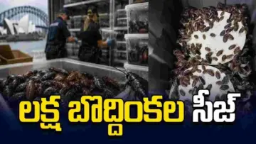 ఆస్ట్రేలియా చరిత్రలో మొదటిసారి.. లక్ష బొద్దింకల సీజ్..