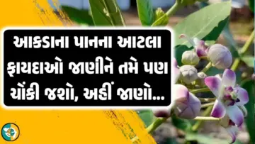 આકડાના પાન તમારી આટલી સમસ્યાઓ દૂર કરશે કે જે જાણીને તમે પણ ચોંકી જશો.