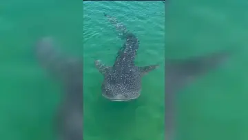 Giant whale shark spotted near popular Dubai restaurant