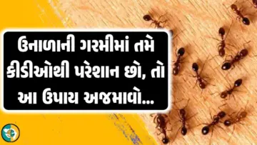 જો તમે પણ કીડીઓથી પરેશાન છો, તો કીડીઓ દૂર કરવા માટે આ ઘરેલું ઉપાયો અજમાવો.