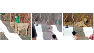 Lion performs monkey trickBig cat appears on Shetrunjaya Hill pilgrimage route, spreads panic; makes off with devotee's bag