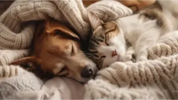 Can Dogs And Cats Dream? What Do Studies Say About Pets and Sleep