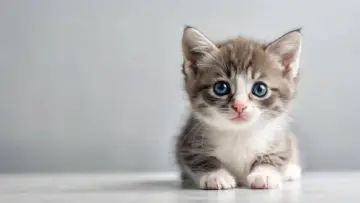 Cat Pet: বিড়াল পুষলে কাকে বাছবেন, হুলো না মেনি? সঠিক তথ্য জেনে নিন