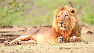 Lion kills, preys on man in AmreliFourth lion attack in 10 days, say forest officials; monitoring, patrolling to be increased