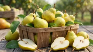 Babugosha Benefits: नाशपाती जैसा दिखने वाला यह फल है गुणों की खान! 6 फायदे जानकर करेंगे तारीफ
