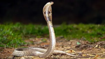 ही वनस्पती म्हणजे सापांचं हक्काचं घरच, हमखास साप आढळणार, गारुडी सुद्धा झाड लावण्यास घाबरतात, तुमच्या घरात आहे का?