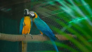 Looking for love: Delhi zoo seeks partners for its 20 wild singles