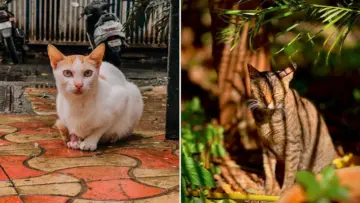 IIT पदवीधराकडून मांजरांसाठी अभिनव डिजिटल नकाशाची निर्मिती; मुंबईतील भटक्या मांजरांचा डेटा आता एका क्लिकवर