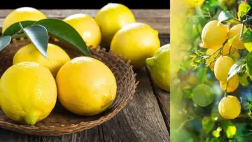 எலுமிச்சையை காய்ந்து போகாமல் பல வாரங்கள் சாறுடன் வைத்திருக்க இதோ 7 எளிய வழிகள்!