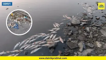 Indrayani River : इंद्रायणीत हजारो माशांचा मृत्यू; आषाढी वारीच्या तोंडावर प्रदूषणाचा प्रश्न ऐरणीवर