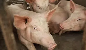 African Swine Fever Spreads in Assam as Epicentres Rise to Nine, Fresh Curbs Imposed