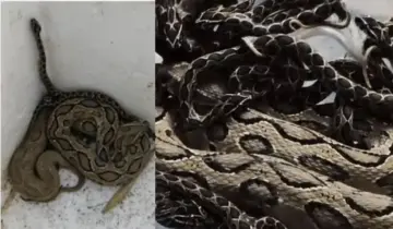 उदयपुर में ट्यूबवेल से निकला सांपों का कुनबा, 23 रसेल वाइपर को देख रेस्क्यू टीम के उड़े होश